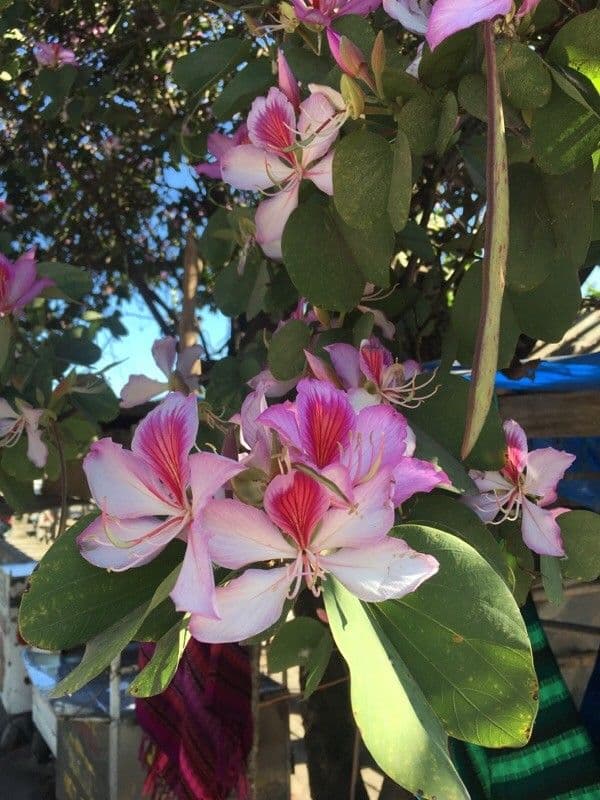 Bauhinia variegata