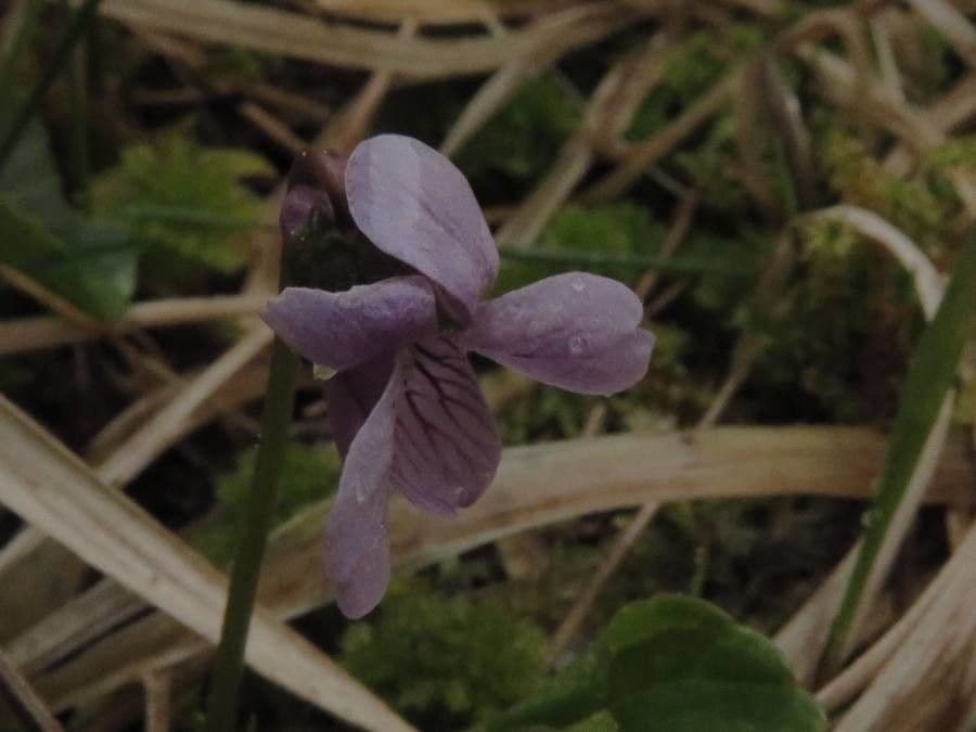 Viola palustris