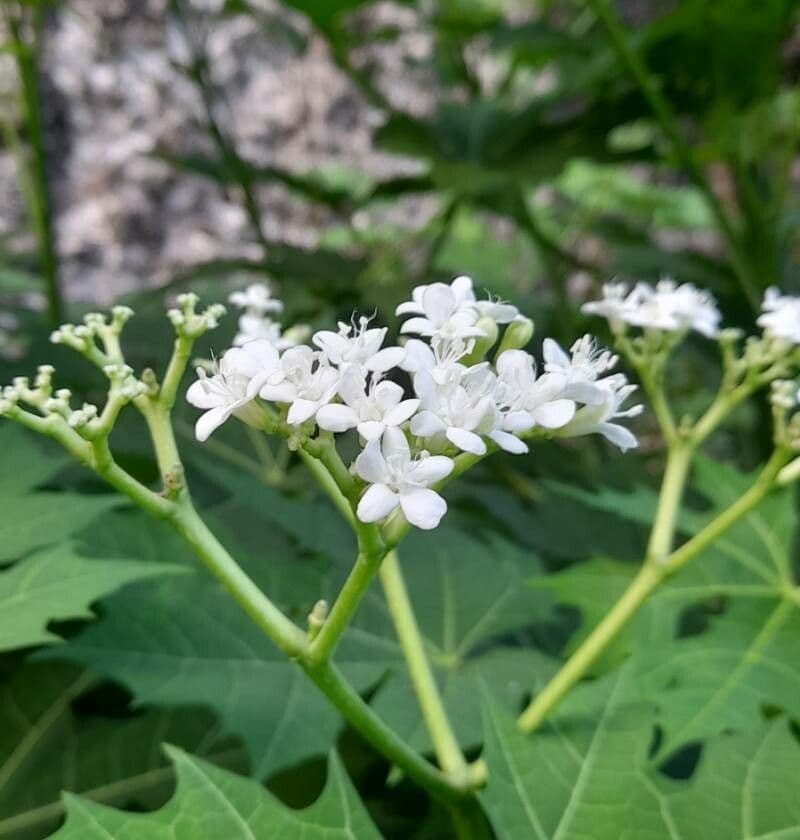 Cnidoscolus aconitifolius