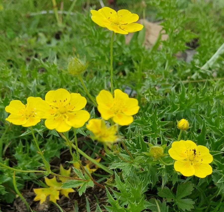 Potentilla aurea