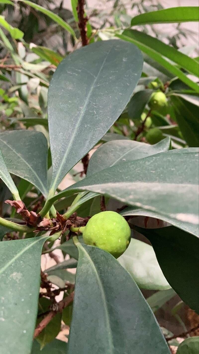 Ficus cyathistipula