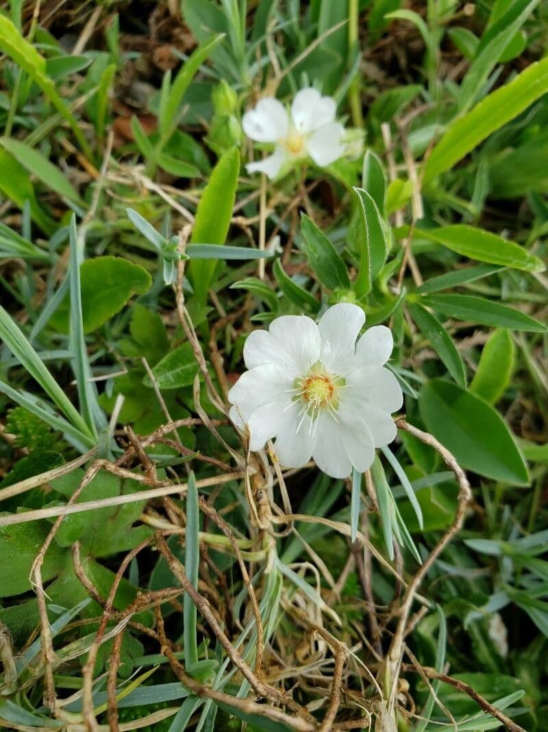 Potentilla alba