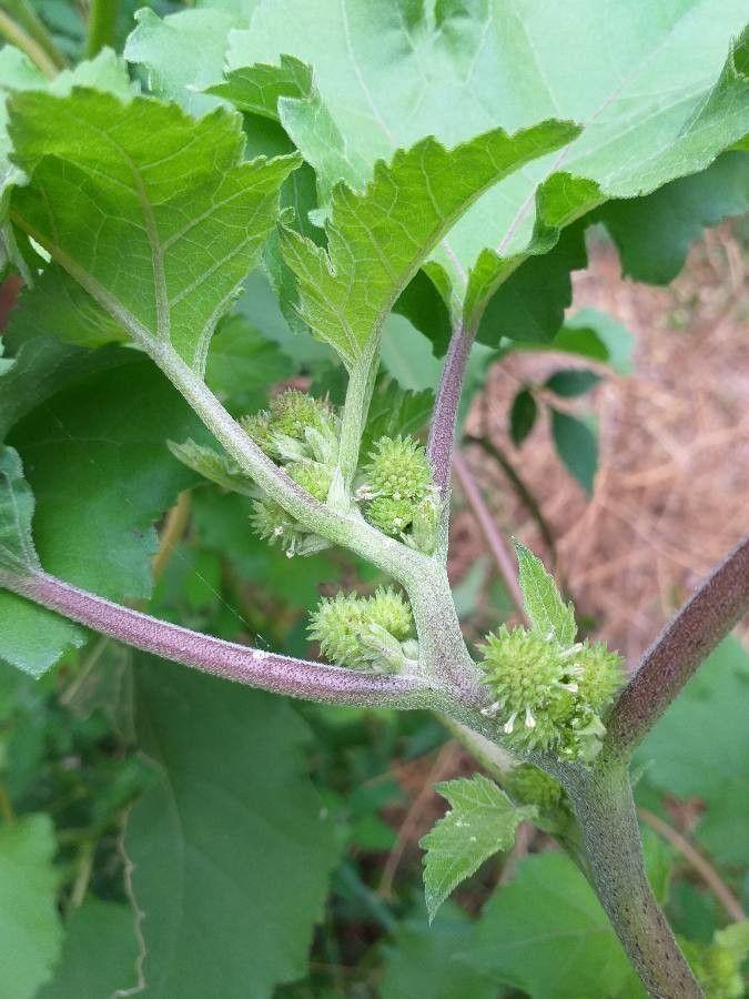 Xanthium strumarium