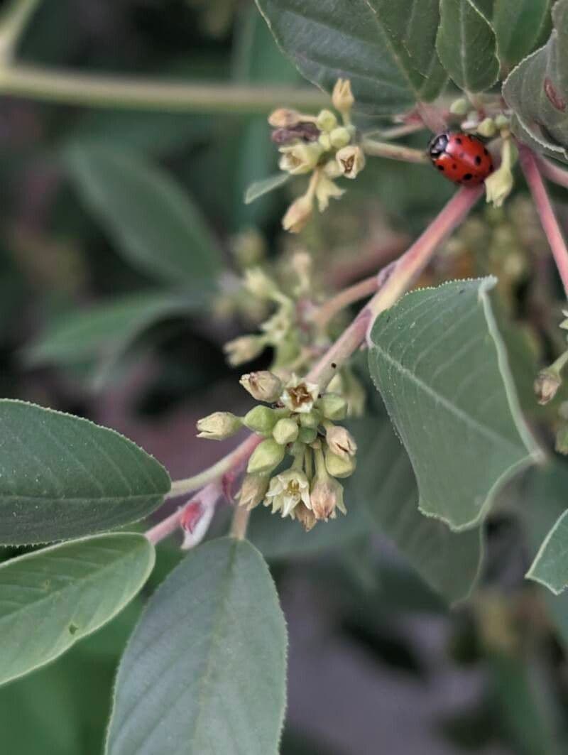 Frangula californica