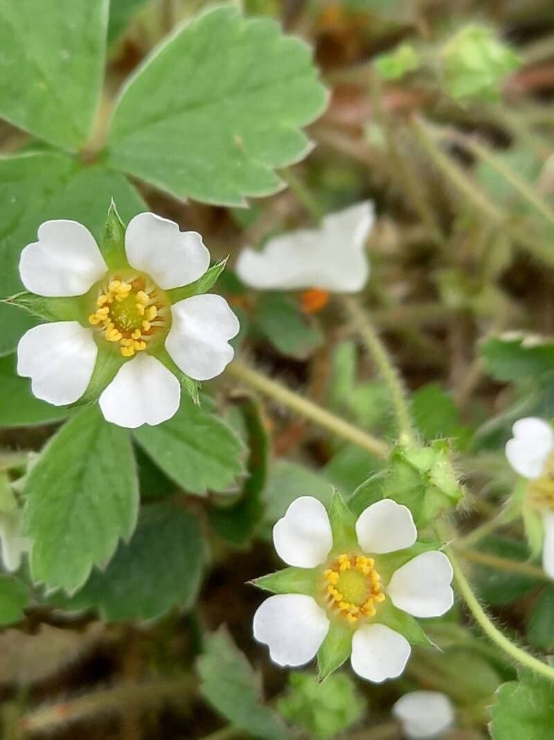 Potentilla sterilis