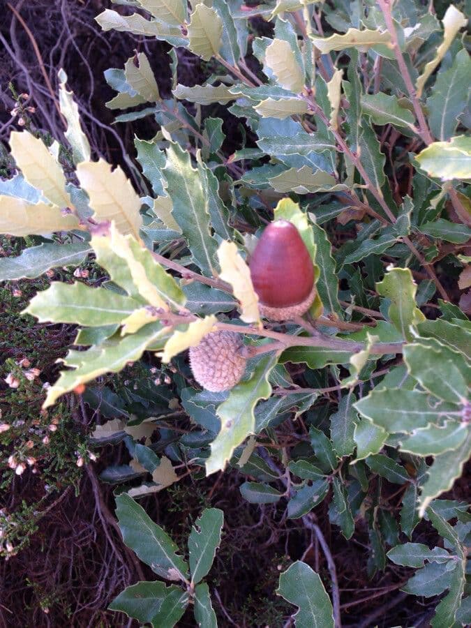 Quercus lusitanica