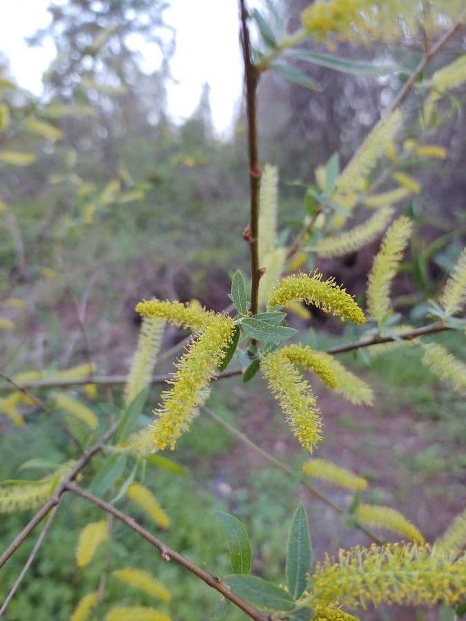 Salix caroliniana