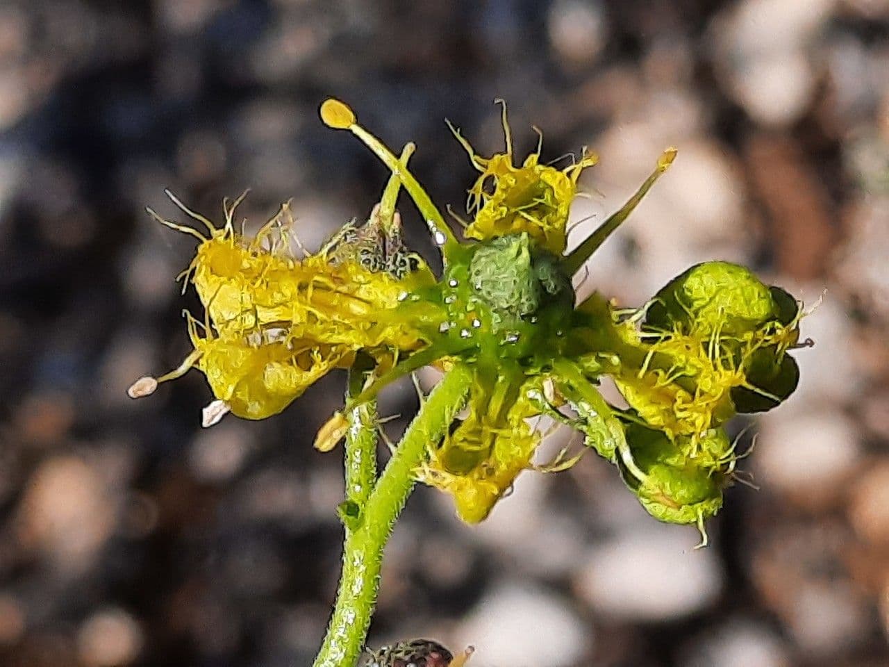 Ruta angustifolia