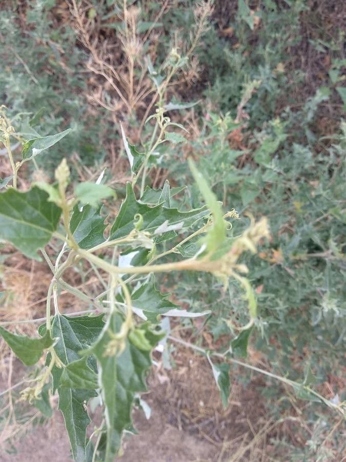 Atriplex micrantha