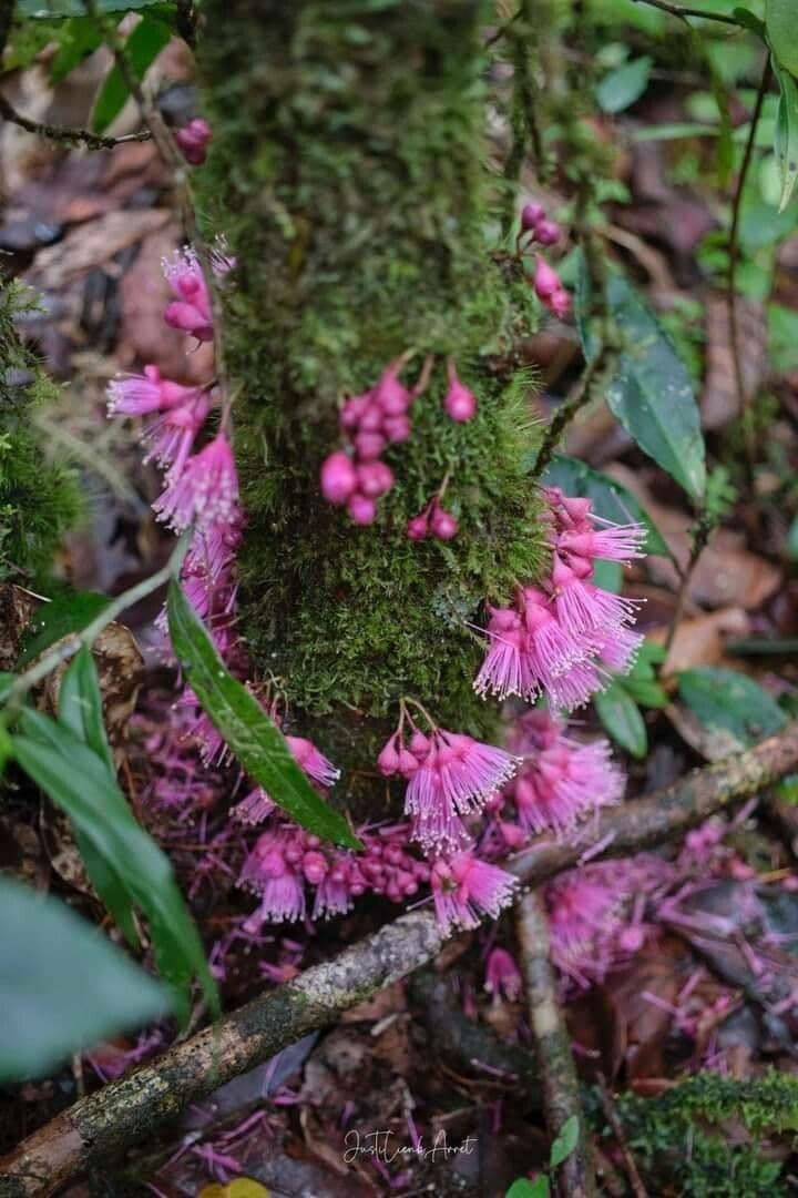Syzygium cymosum