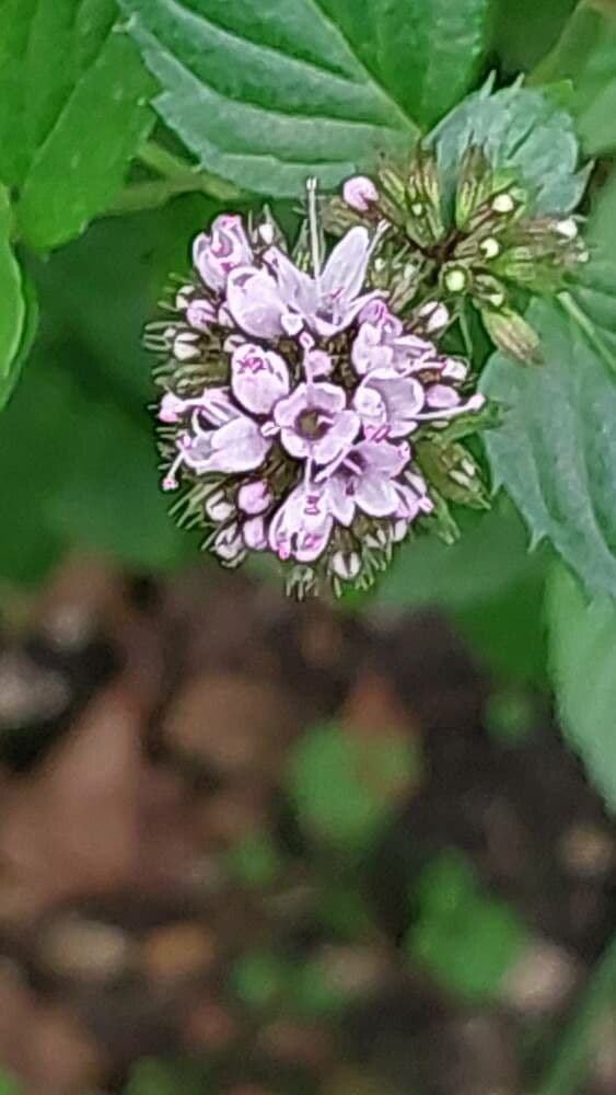 Mentha piperita