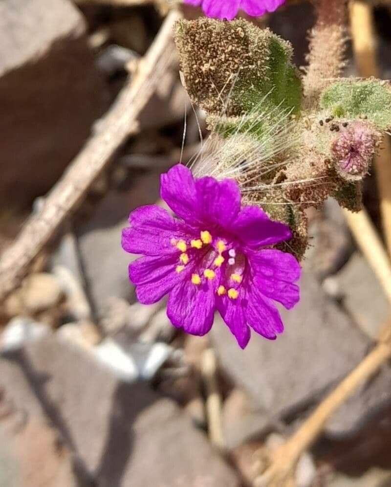 Allionia incarnata