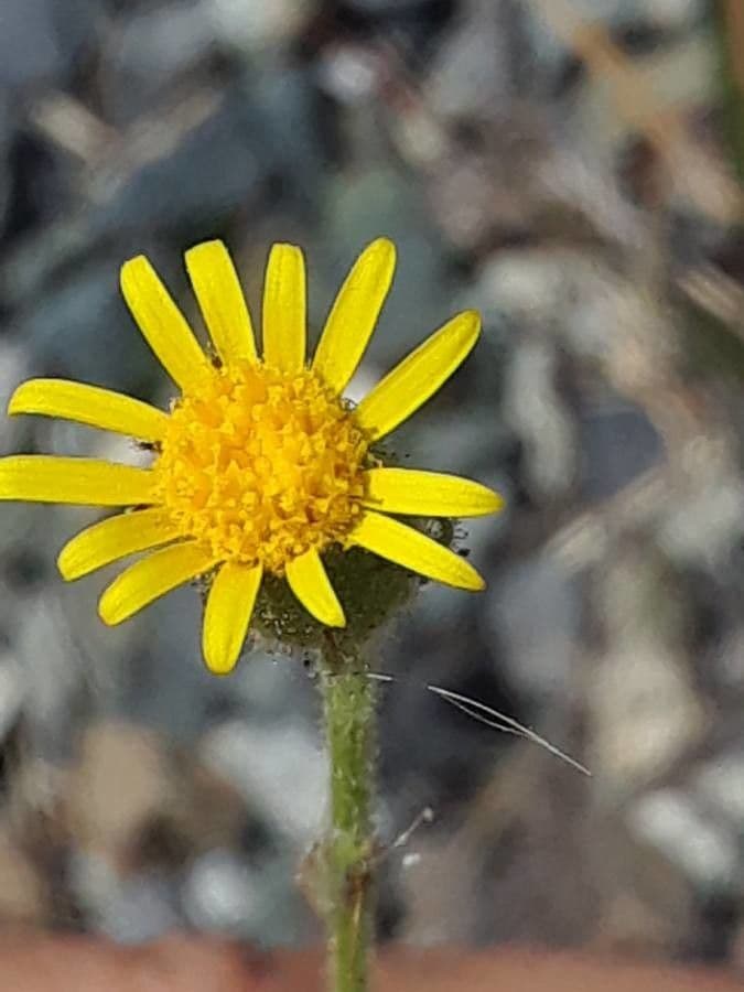 Senecio viscosus