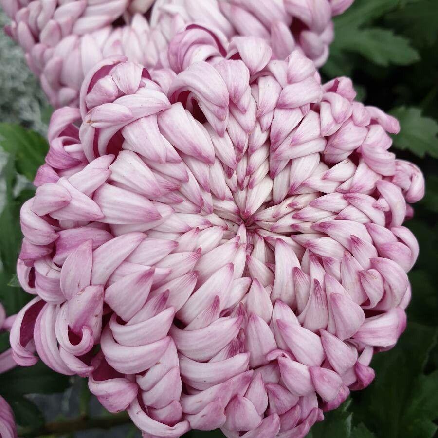 Chrysanthemum indicum