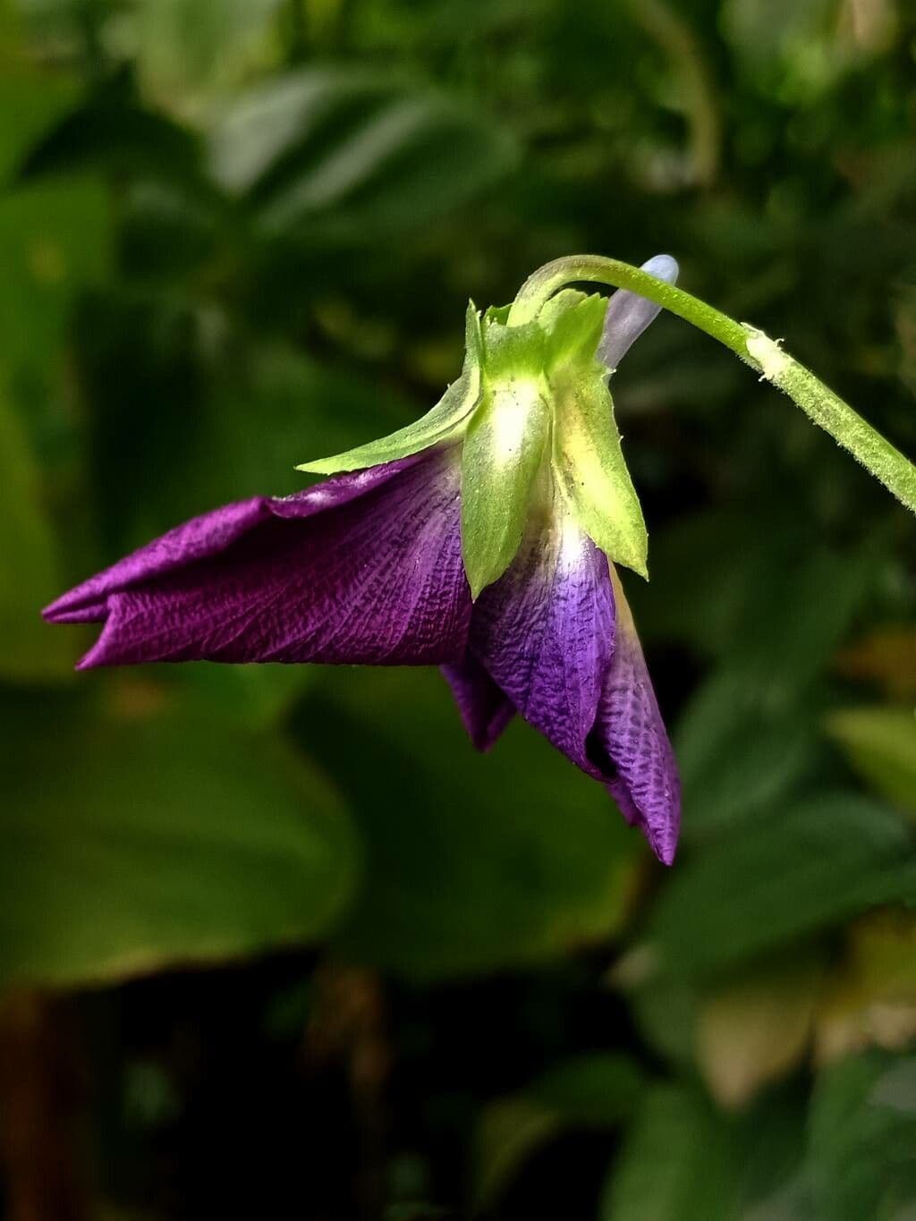 Viola striata