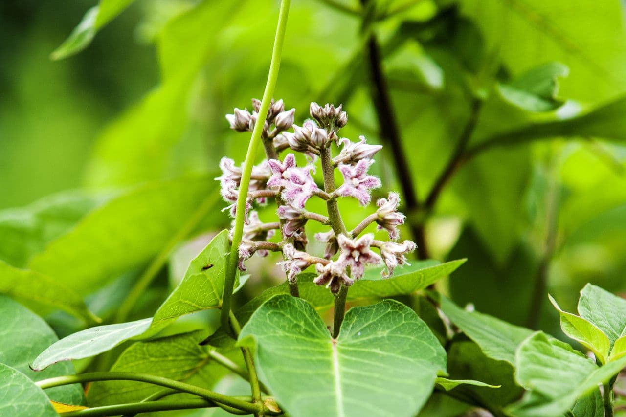 Cynanchum rostellatum