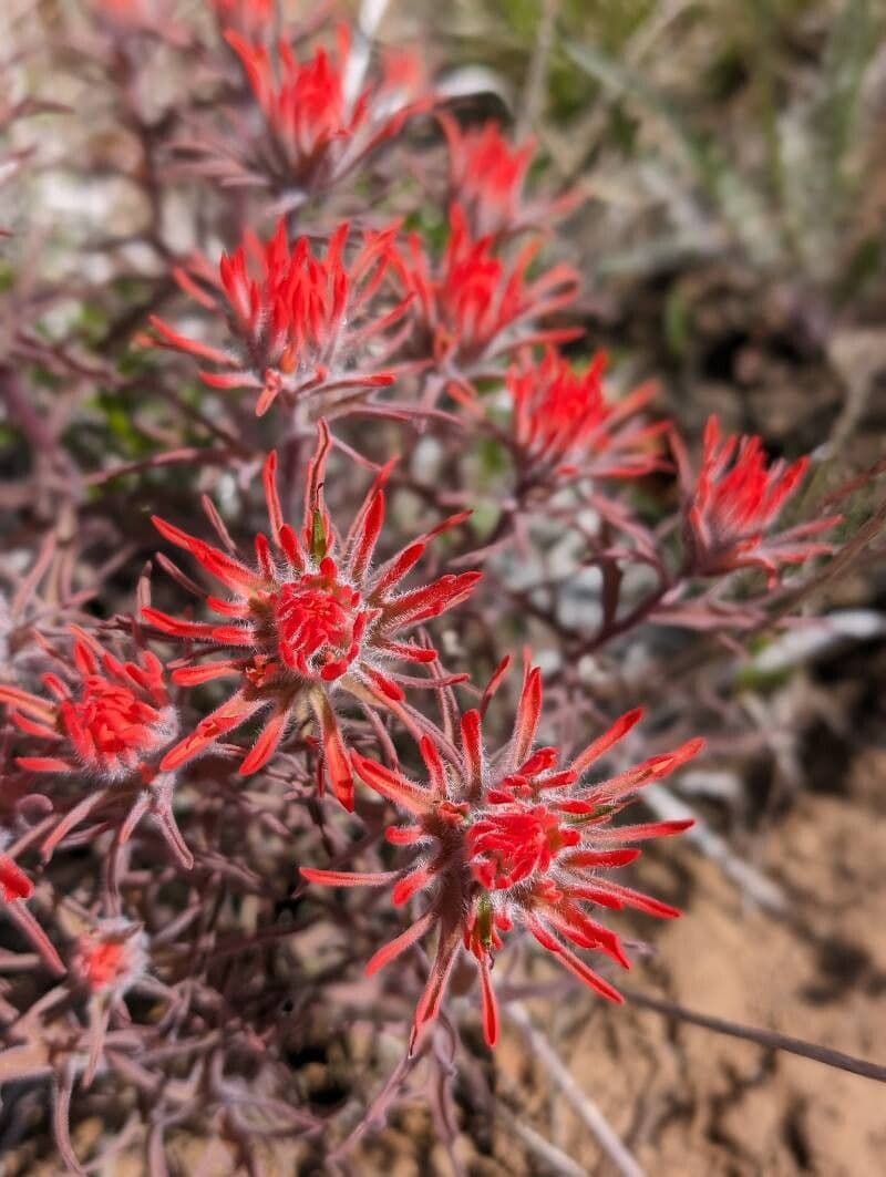 Castilleja applegatei