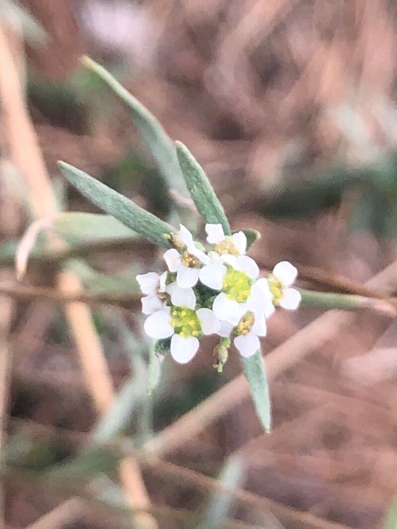 Lepidium graminifolium