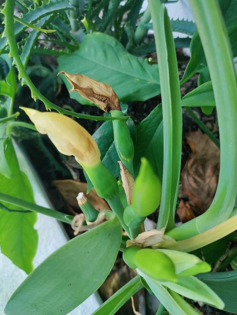 Syngonium angustatum