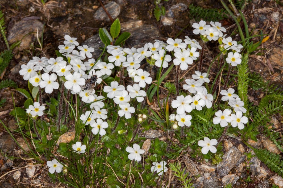 Androsace chamaejasme