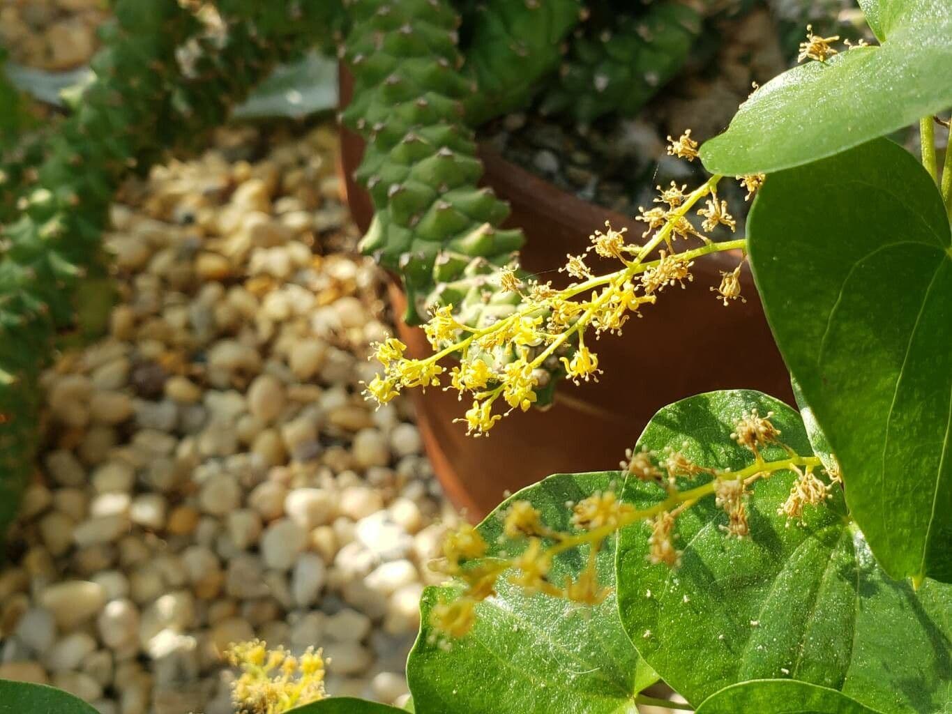 Dioscorea elephantipes