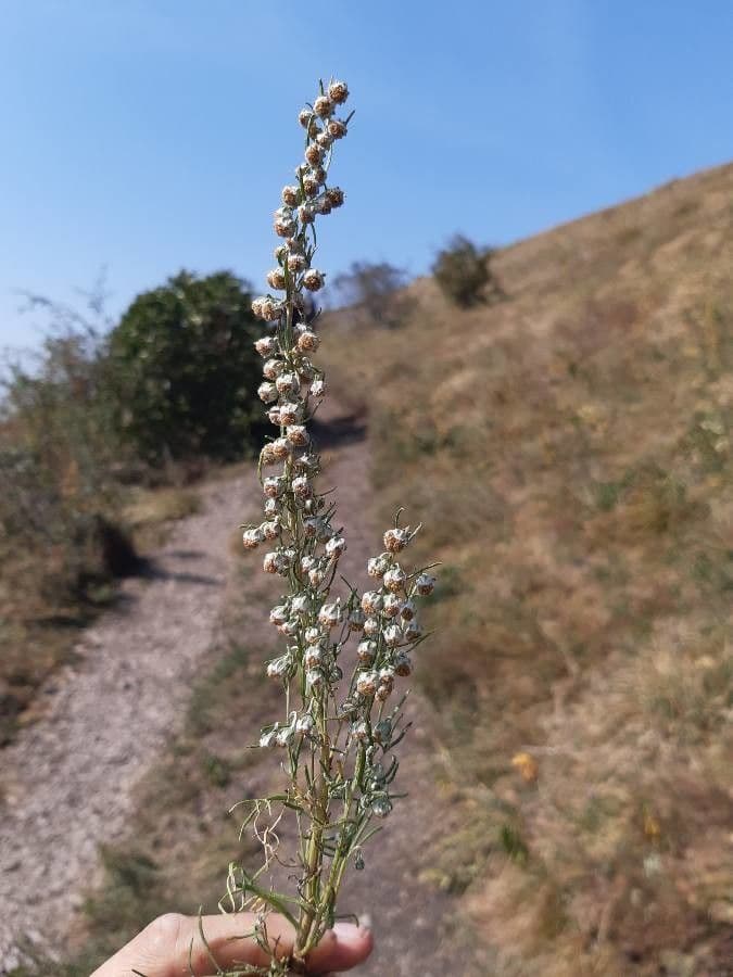 Artemisia filifolia