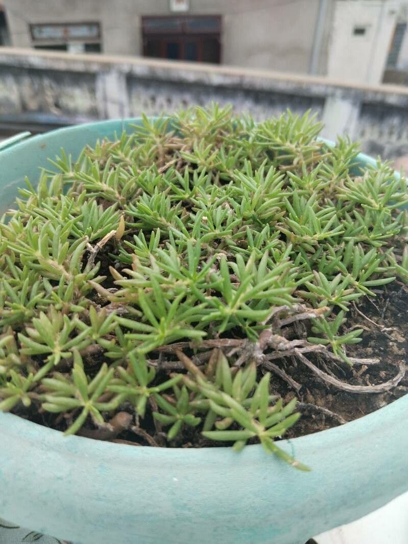 Sedum mexicanum