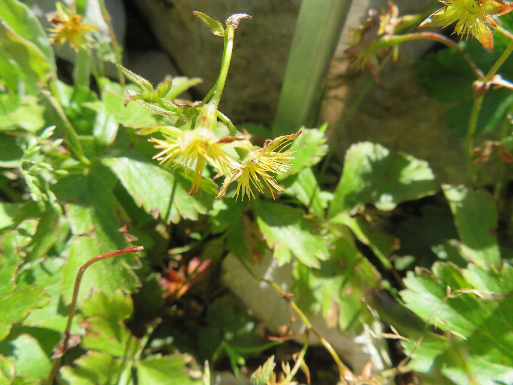 Waldsteinia ternata