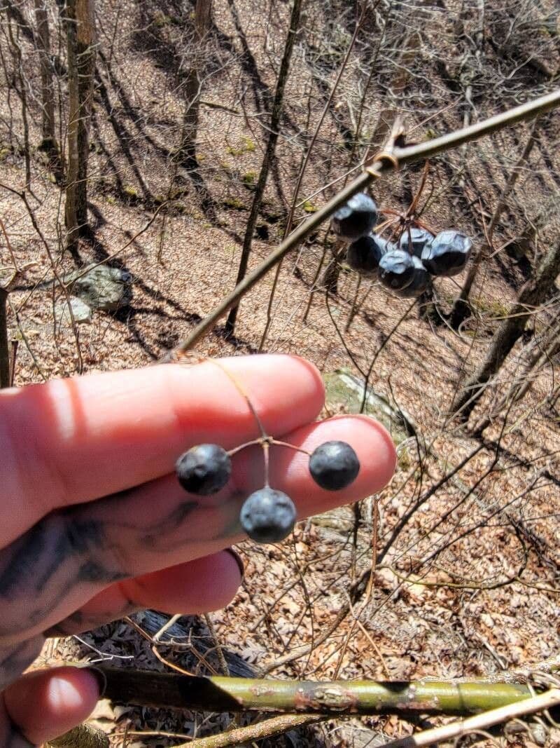 Smilax glauca