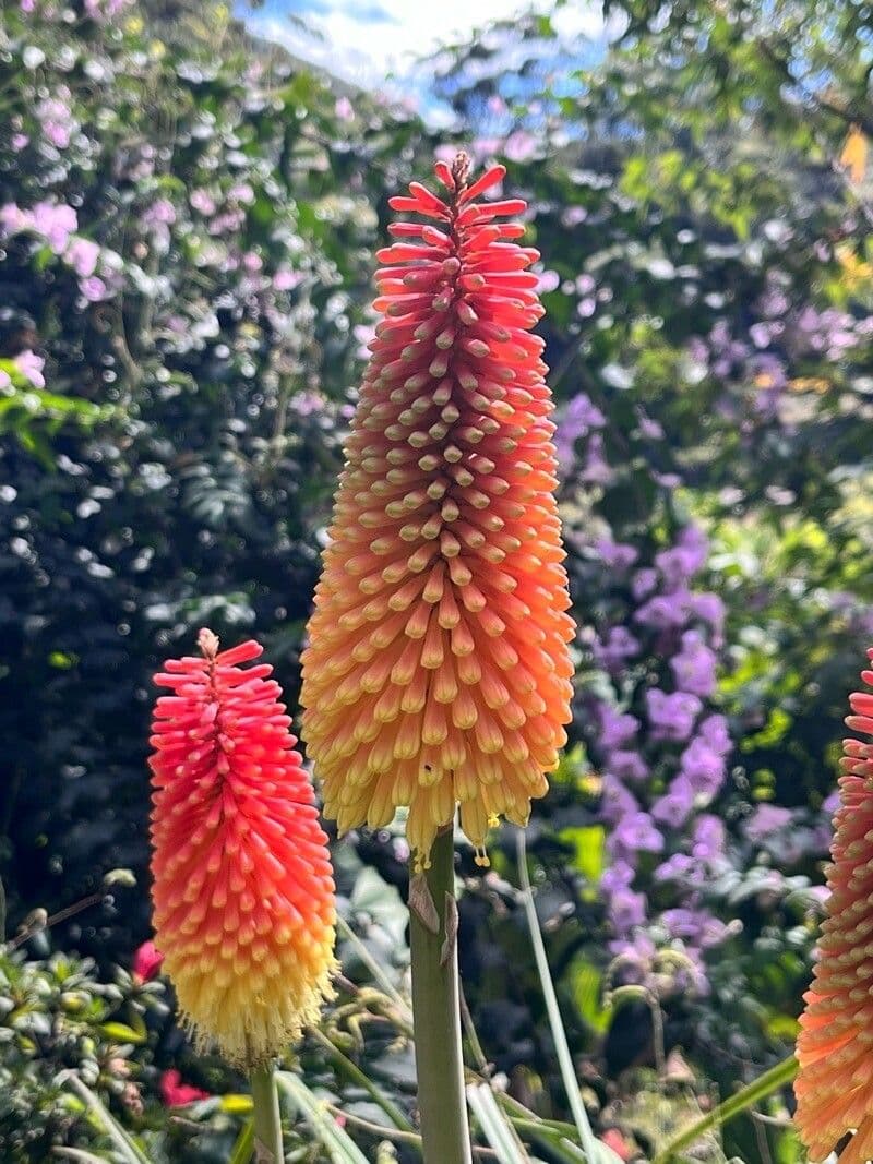 Kniphofia linearifolia