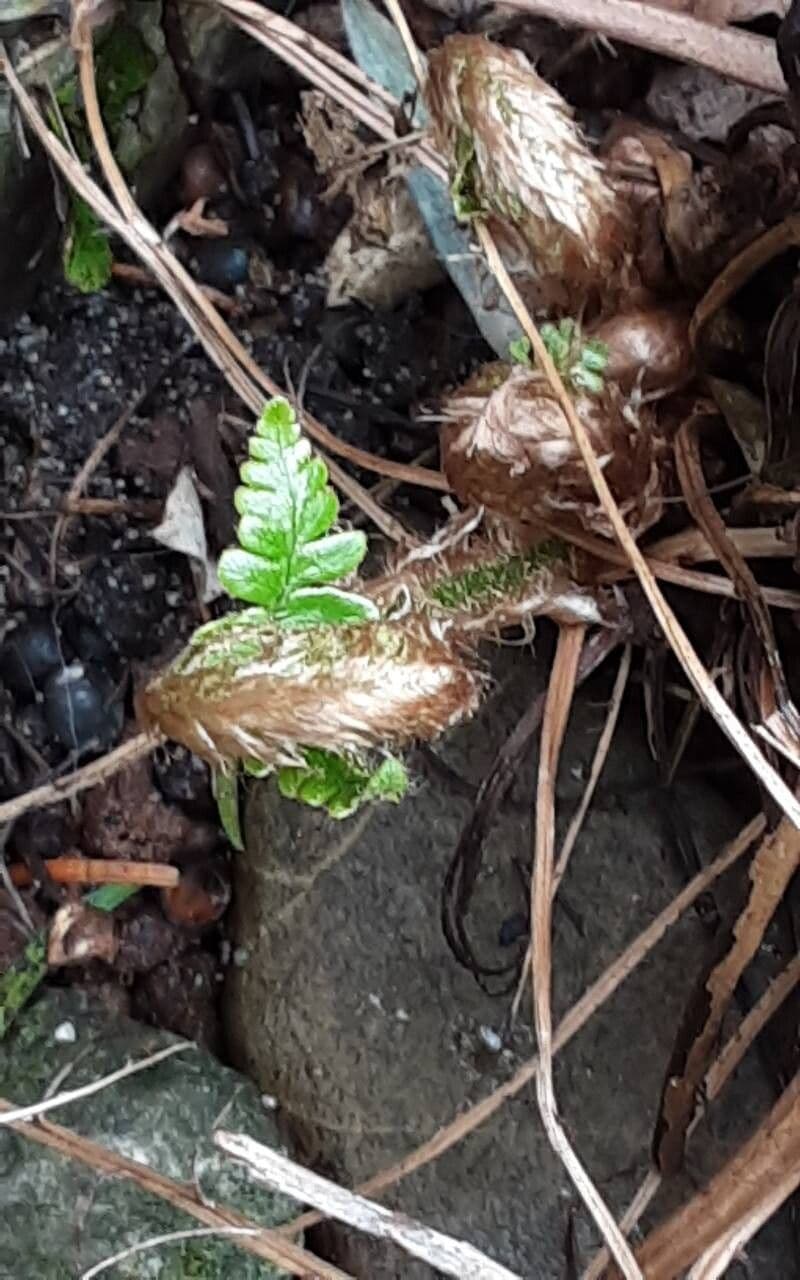 Dryopteris wallichiana
