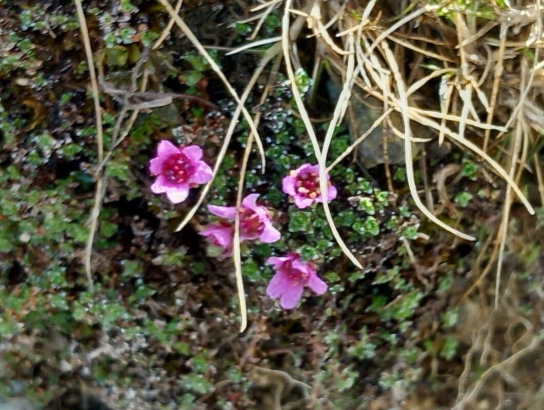 Saxifraga oppositifolia