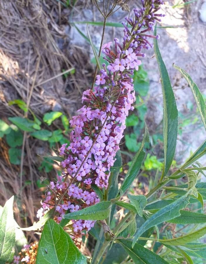 Buddleja davidii