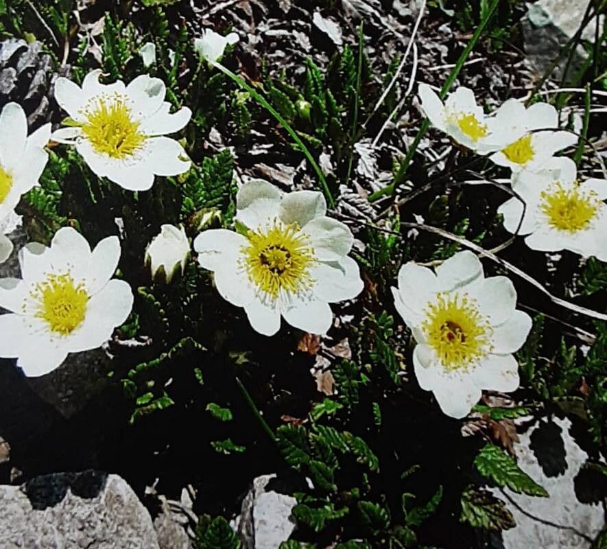 Dryas octopetala