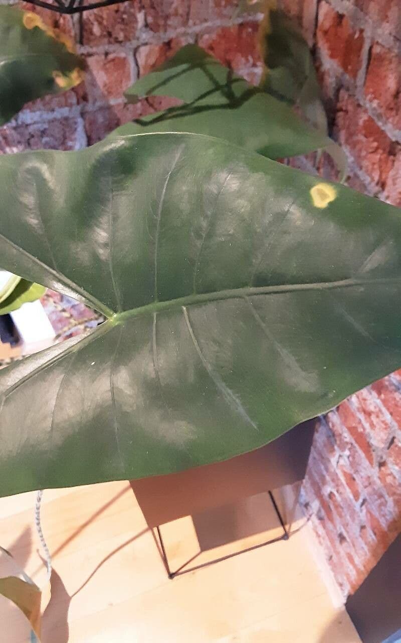 Alocasia zebrina