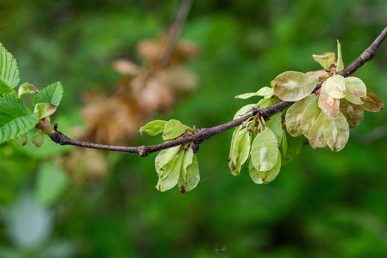 Ulmus rubra