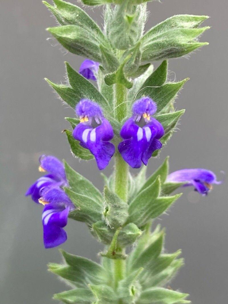 Salvia hispanica