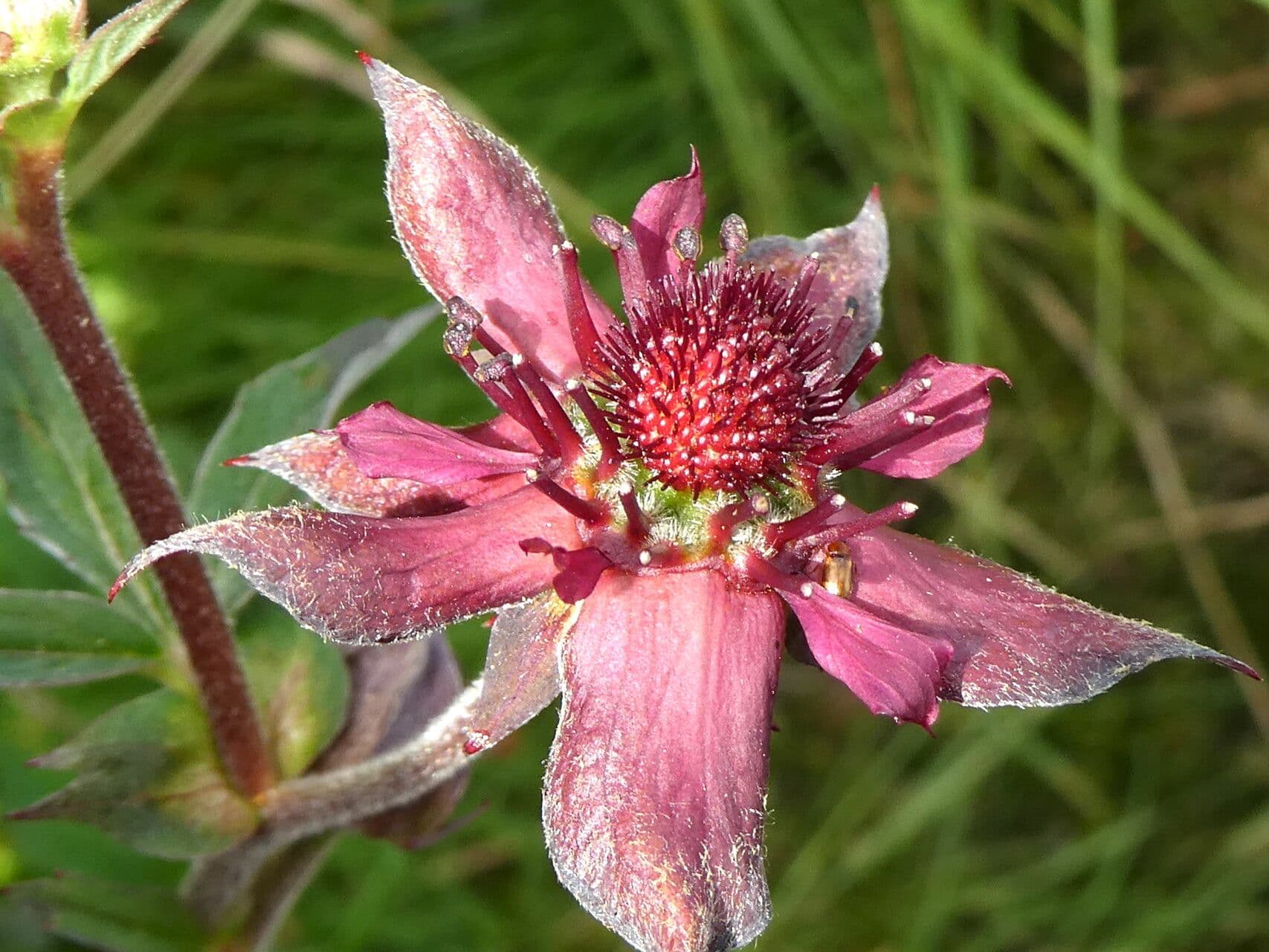 Comarum palustre