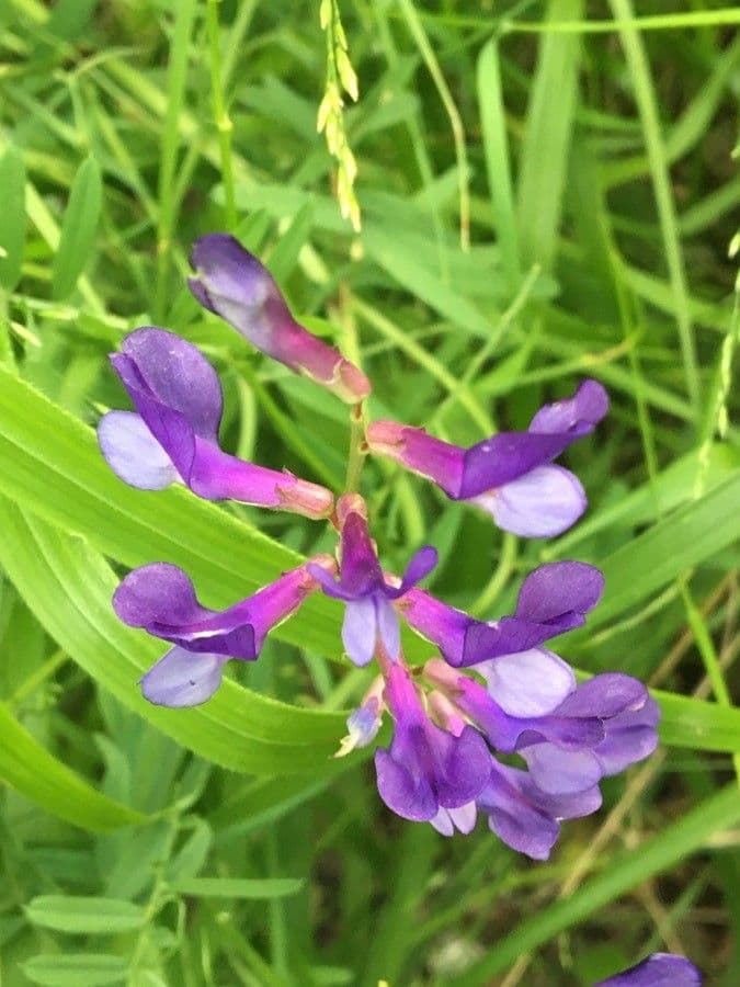 Vicia onobrychioides