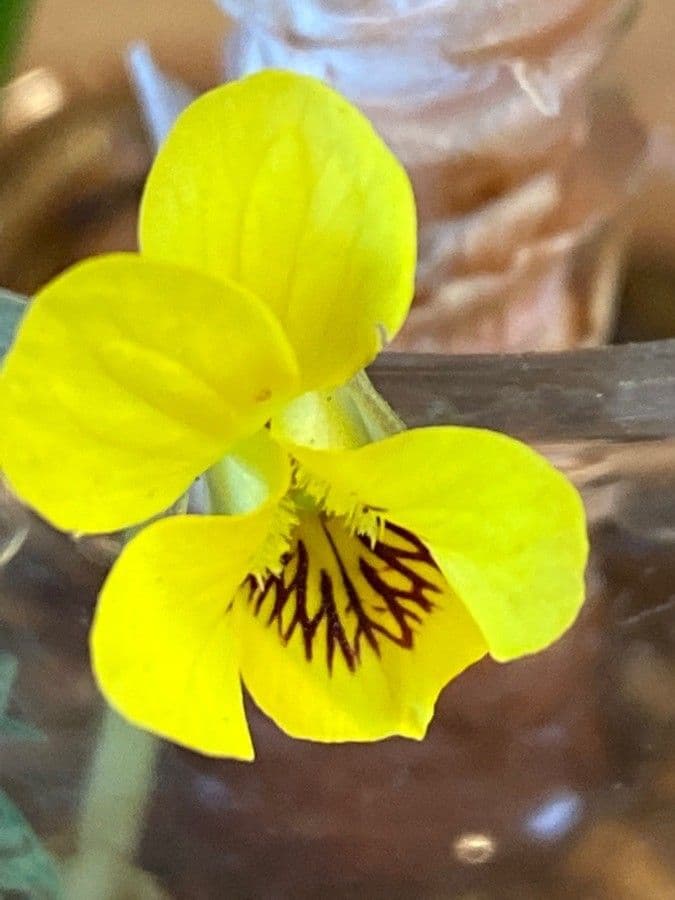 Viola purpurea