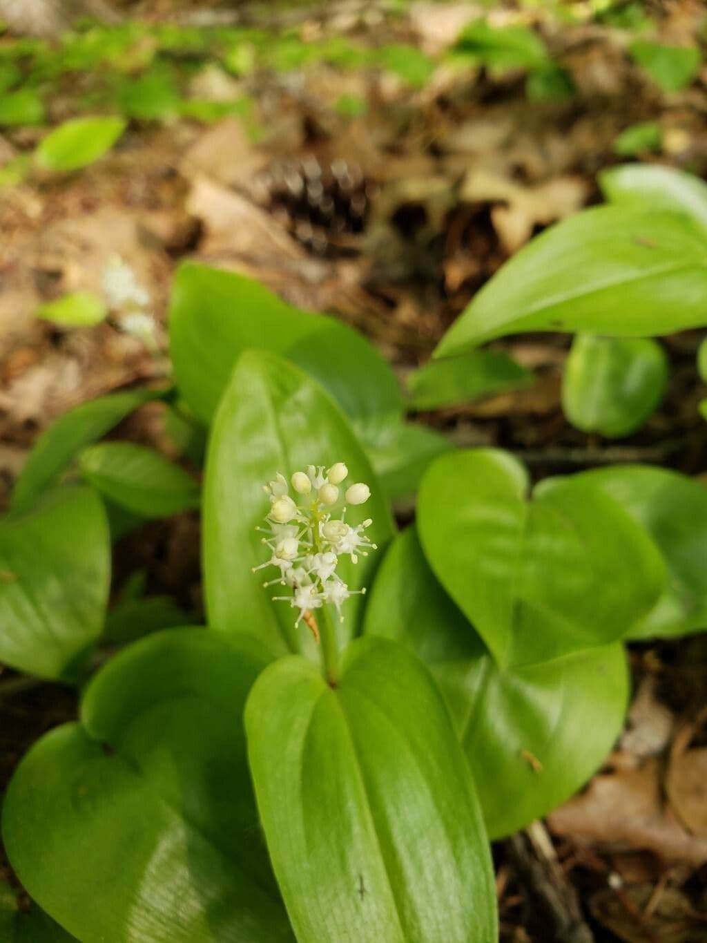 Maianthemum canadense