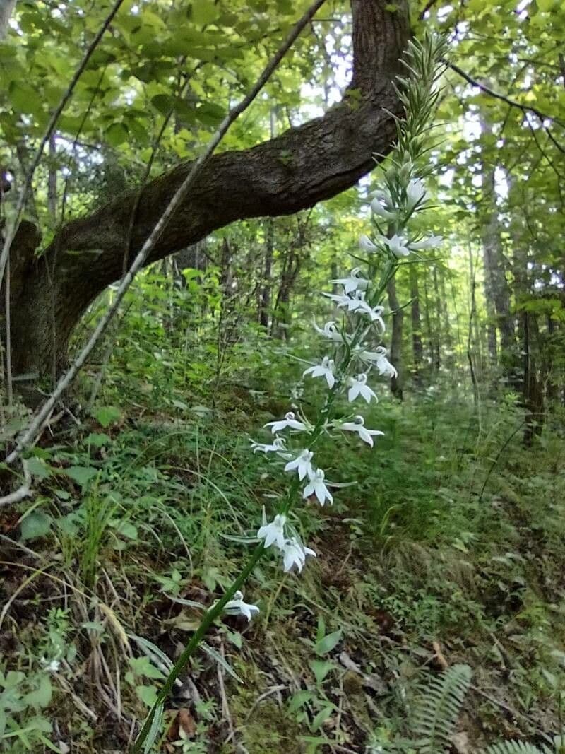 Lobelia spicata