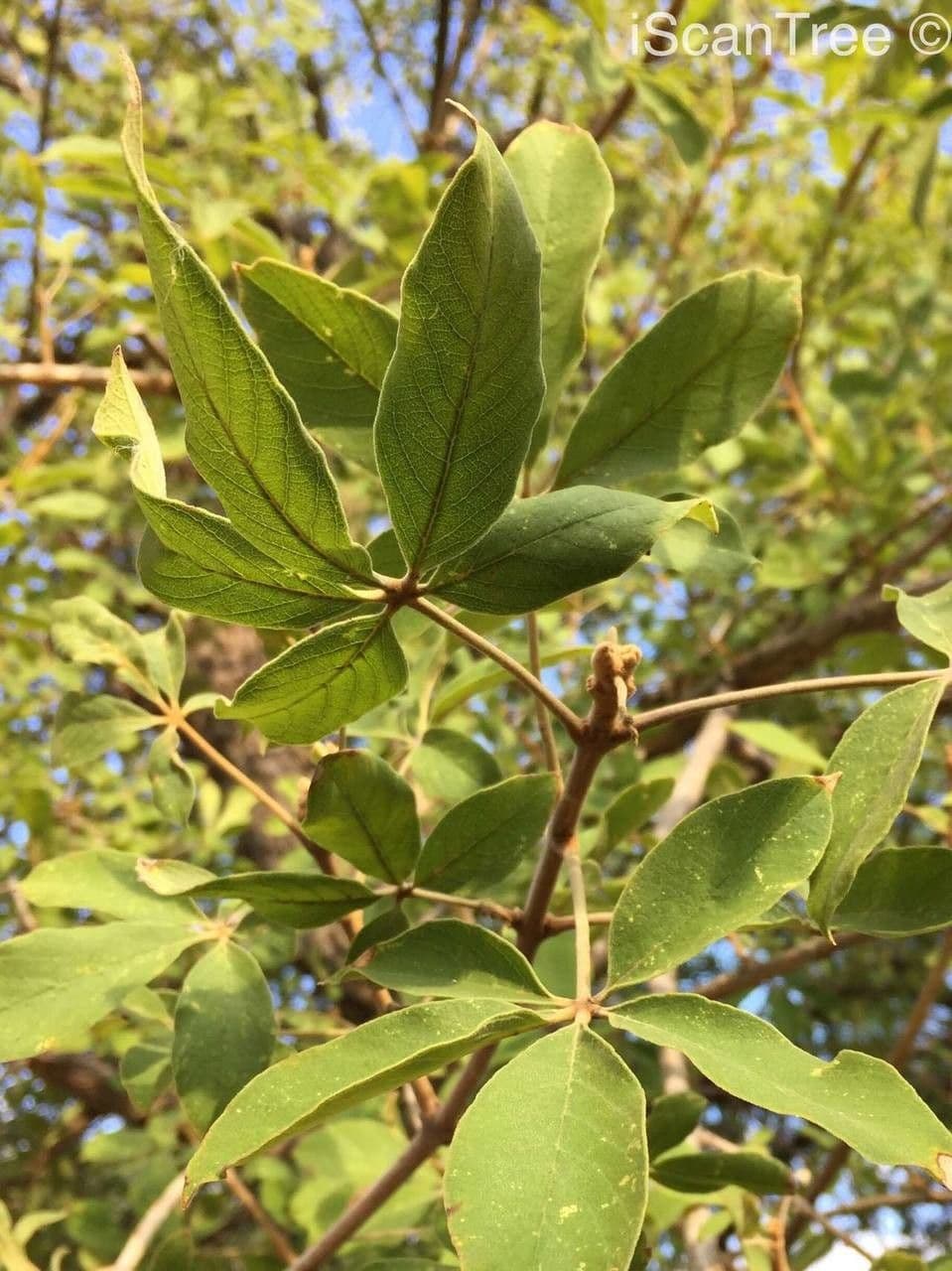 Vitex pooara