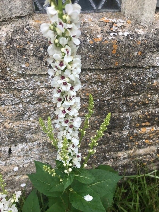 Verbascum chaixii