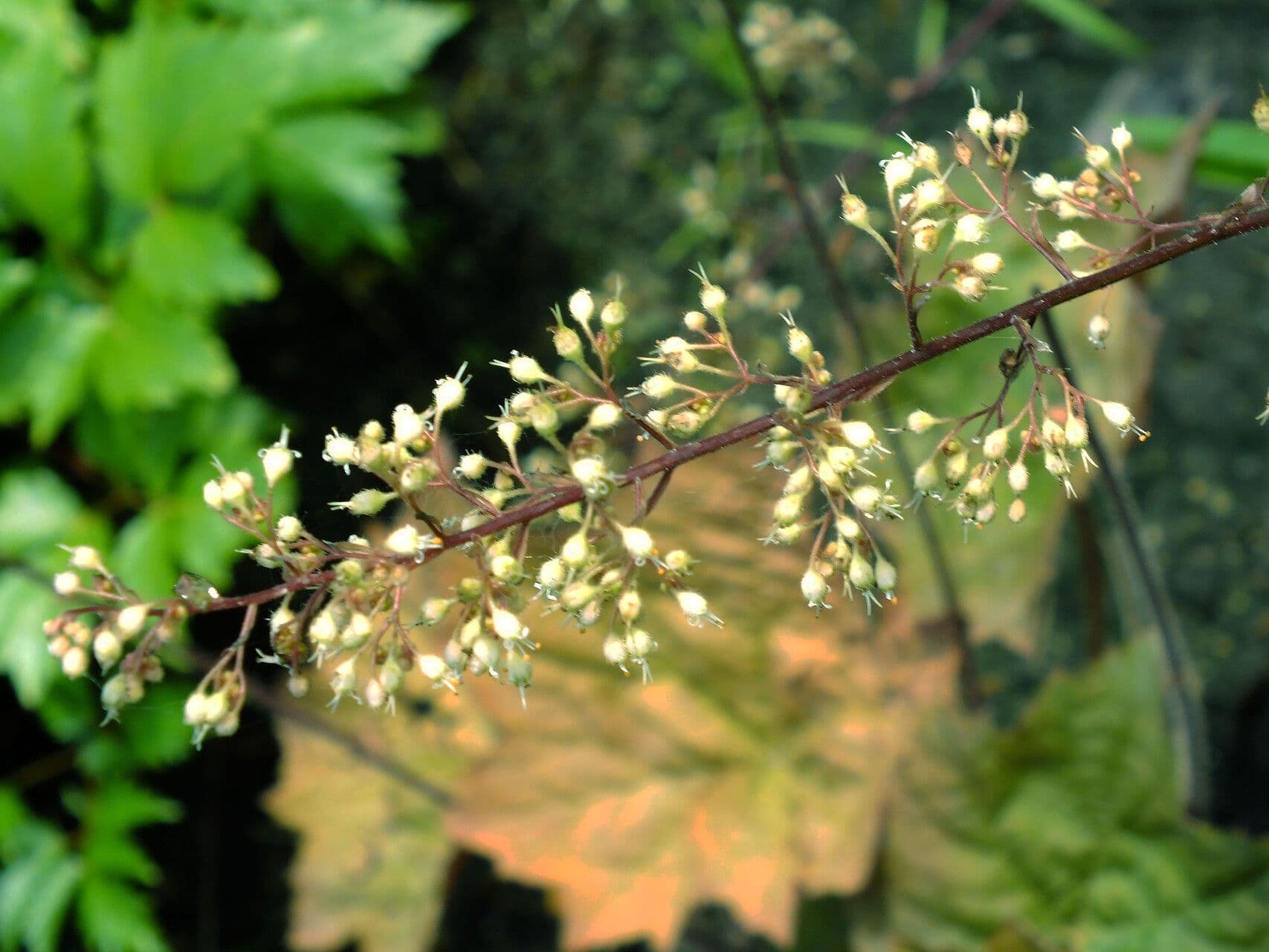 Heuchera villosa