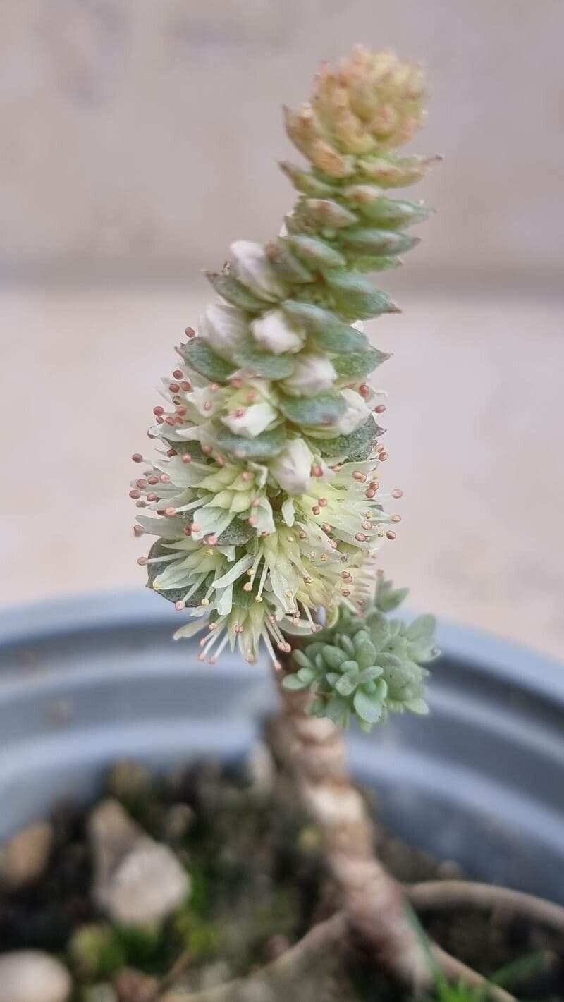 Orostachys malacophylla