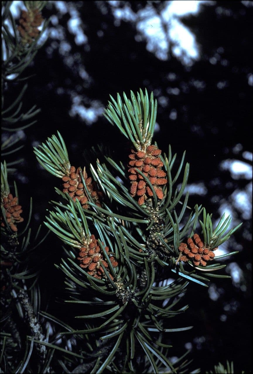 Pinus edulis
