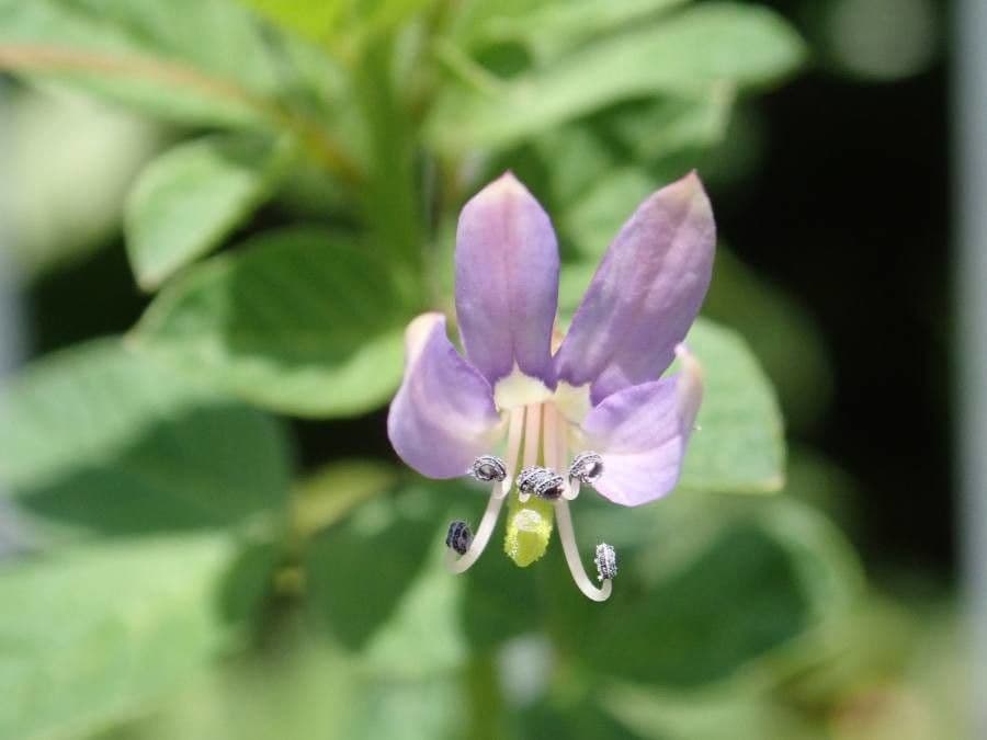 Cleome rutidosperma