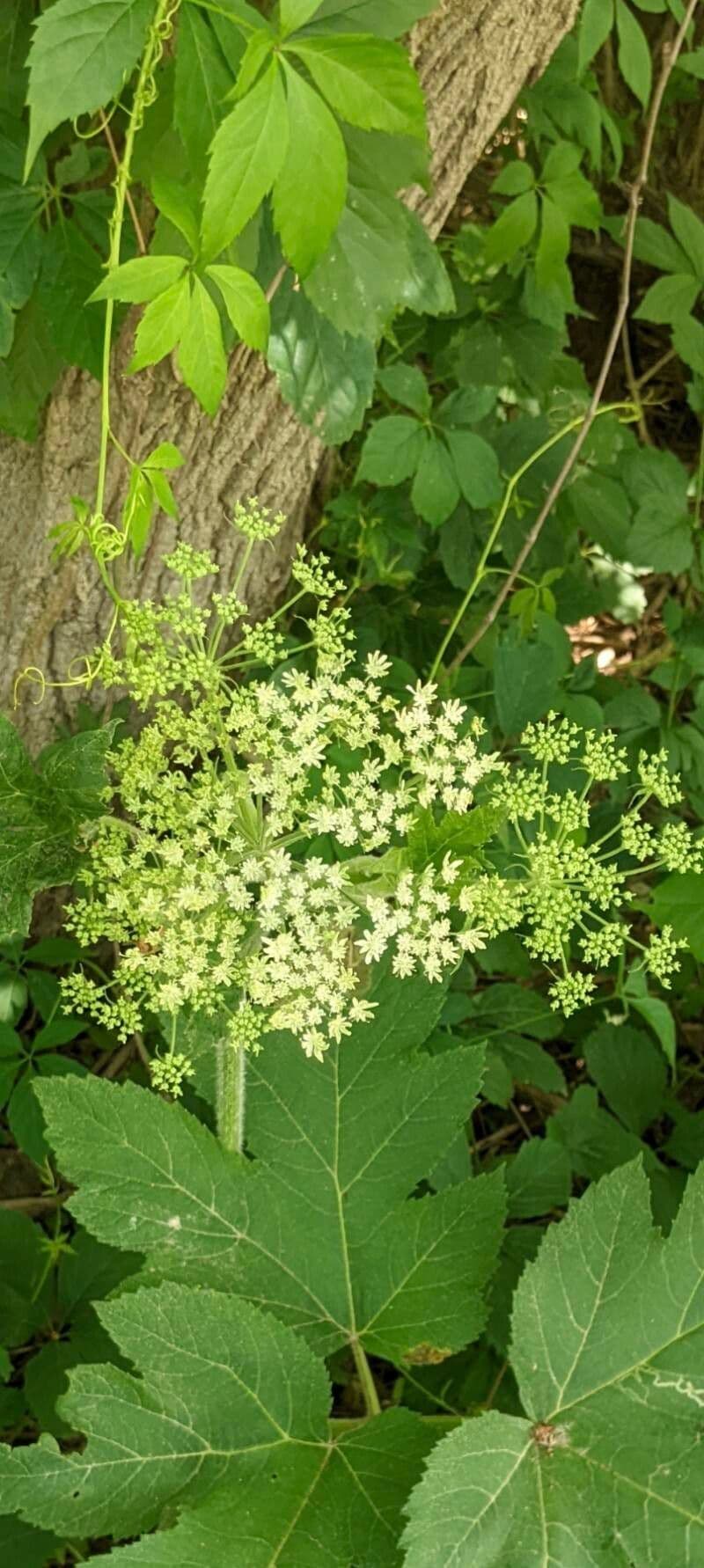 Heracleum maximum