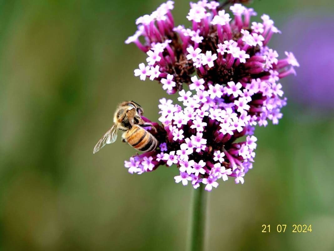 Verbena bonariensis